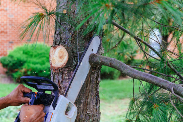 Best Tree Care Services  in Grove City, FL